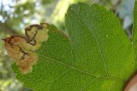 Stigmella regiella