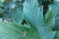 Stigmella speciosa