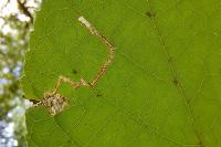 Stigmella tiliae