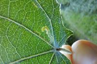 Stigmella trimaculella