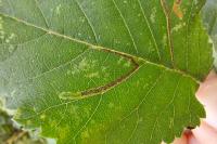 Stigmella ulmivora