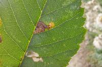 Stigmella viscerella