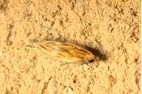 Eucosma gr. cana