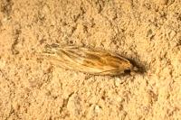 Eucosma gr. cana