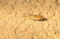 Eucosma gr. cana