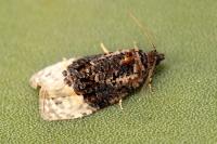 Apotomis betuletana