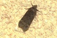 Anacampsis blattariella/populella