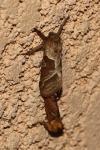 Triodia sylvina