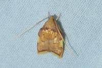 Carcina quercana