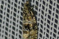 Celypha lacunana