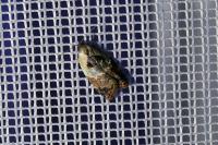 Acleris variegana