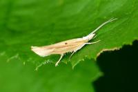Ypsolopha nemorella