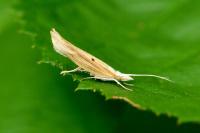 Ypsolopha nemorella