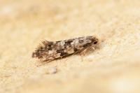 Nemapogon cloacellus