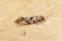 Nemapogon cloacellus