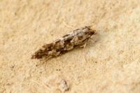 Nemapogon cloacellus