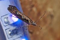 Rhigognostis incarnatella