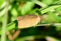 Aphelia viburnana