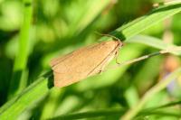 Aphelia viburnana
