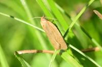 Aphelia viburnana