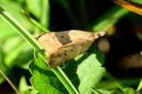 Dichomeris limosella