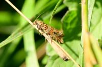 Celypha rivulana