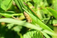 Celypha rivulana