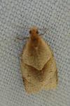 Clepsis rurinana