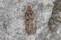 Hofmannophila pseudospretella