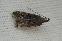 Dichomeris alacella