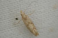 Ypsolopha alpella
