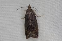 Cydia splendana