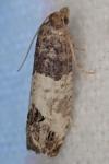 Spilonota ocellana