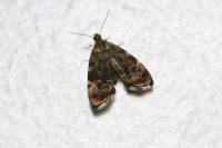 Anthophila fabriciana