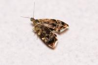 Anthophila fabriciana