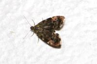 Anthophila fabriciana