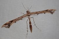 Amblyptilia acanthadactyla