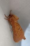 Triodia sylvina