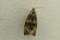 Celypha lacunana