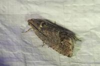 Cydia splendana