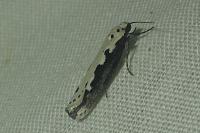 Ethmia bipunctella