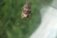Celypha lacunana