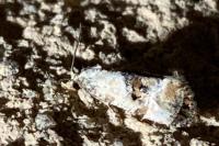 Neocochylis hybridella