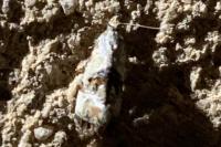 Neocochylis hybridella