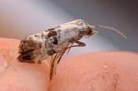 Neocochylis hybridella