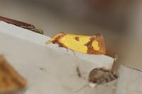 Agapeta zoegana