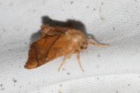 Apoda limacodes