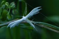 Pterophorus pentadactylus