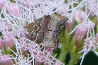 Choreutis nemorana