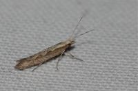 Plutella xylostella